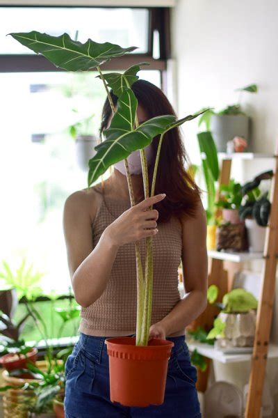 Alocasia Sarian From The Naked Collection Pine Sg