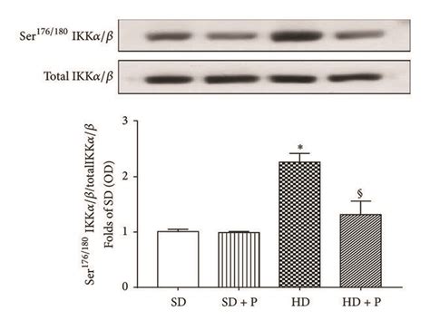 Effects of HD and pyridoxamine administration on kidney NF-kB pathway... | Download Scientific ...