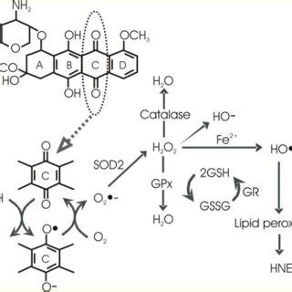 A redox cycling of doxorubicin. This redox cycling process, the quinone ... 