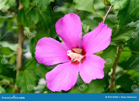 Flor Rosada Del Syriacus Del Hibisco Foto De Archivo Imagen De Hoja