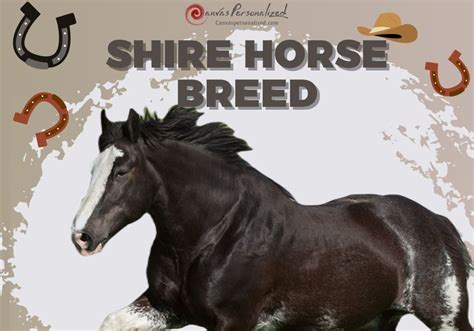 Discover Shire Horse Breed: Beauty In Strength