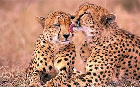 South African Cheetahs Wallpapers Hd Wallpapers Id 11079