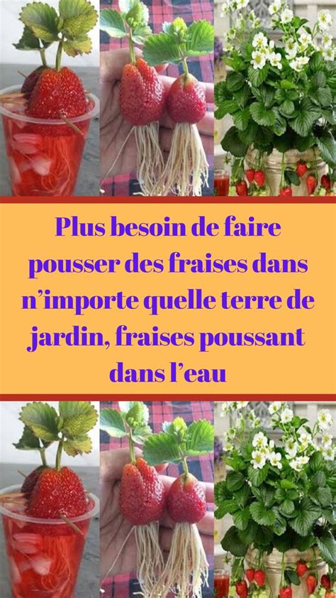 Plus Besoin De Faire Pousser Des Fraises Dans Nimporte Quelle Terre De