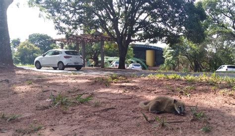 Pma Captura E Resgata Quase Bichos Por Dia Em Ms N Mero De Animais