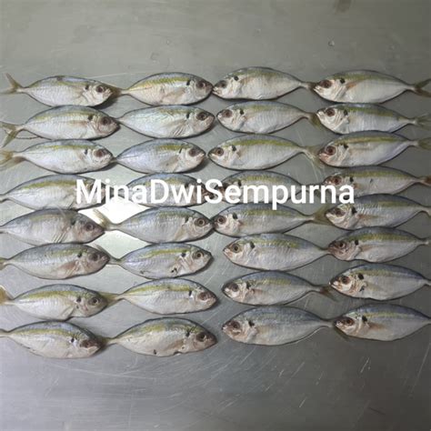 Jual Ikan Selar Fresh 500gr Isi 14 16 Pcs Jakarta Utara Mds