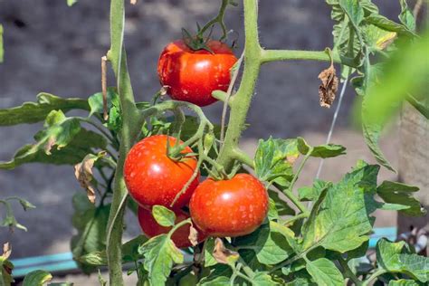 Comment Cultiver Et Entretenir Vos Plants De Tomates Pour Obtenir Une