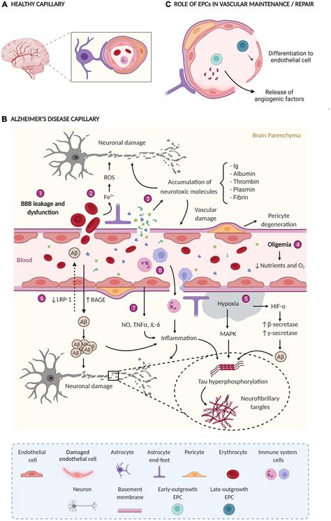 Frontiers Endothelial Progenitor Cells And Vascular Alterations In