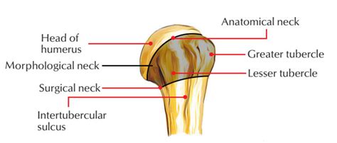 Lesser Tubercle Of The Humerus Earth S Lab