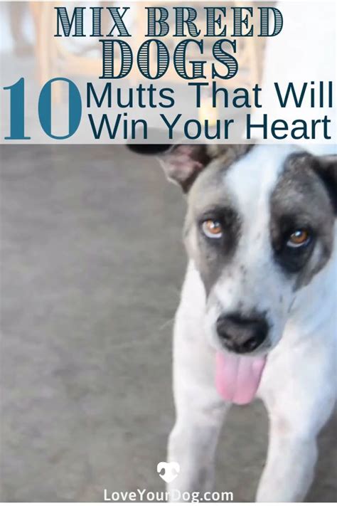 10 Different Mixed Breed Dogs These Mutts Will Win Your Heart Video