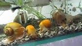 Данио. Содержание, виды, размножение. - YouTube