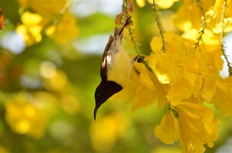 Bird Hummingbird Tropical - Free photo on Pixabay