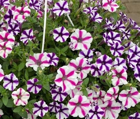 Hanging Basket Petunia - First Congregational Church of Ithaca