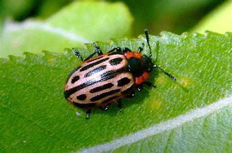 Cottonwood Leaf Beetle Chrysomela Scripta Bugguidenet