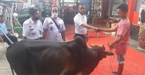 Sapi Qurban Untuk Lapas Panyabungan Diserahkan Pemkab Madina