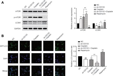 Autophagy Was Increased By Cd133 Via Mtor Signaling Pathway A