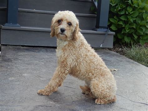 Cavapoo Mr Ollie F1b Cavapoo Puppy Love Paradise