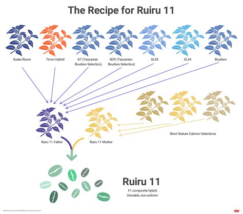 The Coffee Roaster's Complete Guide to Coffee Varieties and