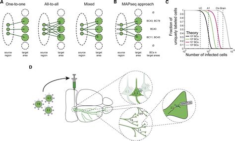 High Throughput Mapping Of Single Neuron Projections By Sequencing Of