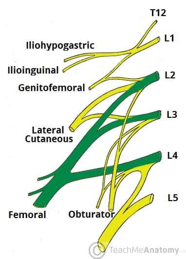 Lateral Femoral Cutaneous Nerve Dermatome