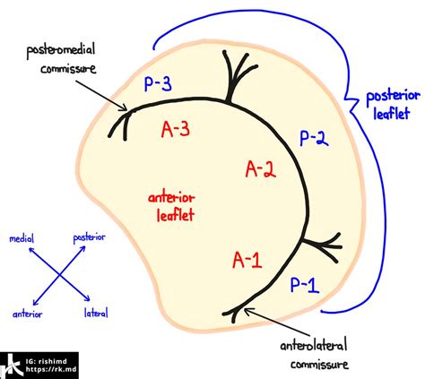 Mitral Valve Anatomy | RK.MD