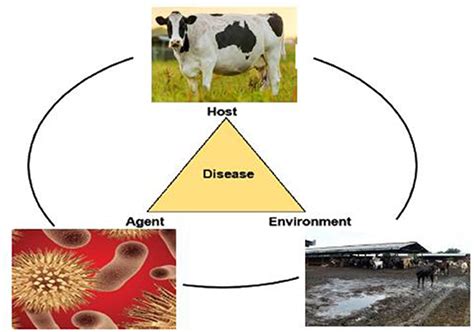 Mastitis In Cows