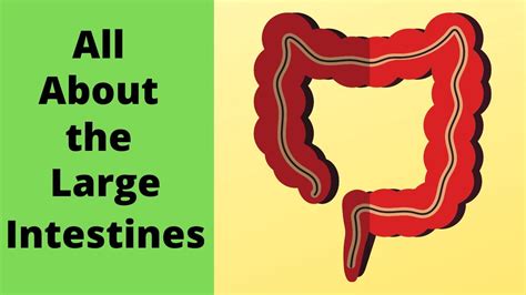 All About The Large Intestine Youtube