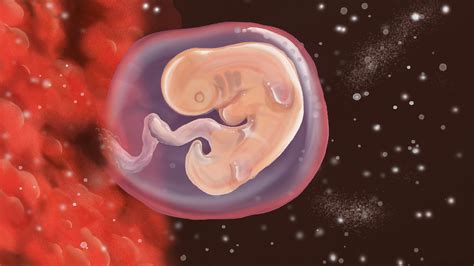 Der Embryo In Der Schwangerschaftswoche Ssw