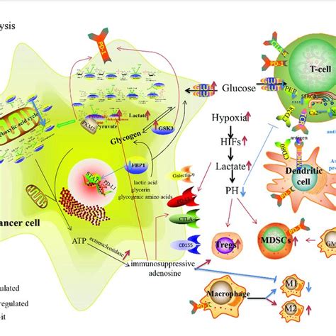 Lipid Metabolism Reprogramming In Cancer Cells And Immune Cells In