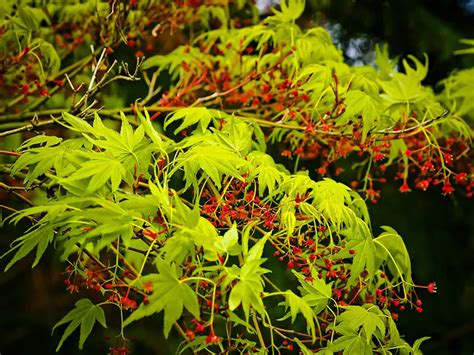 Waterfall Japanese Maple | Bonsai Care Sheet