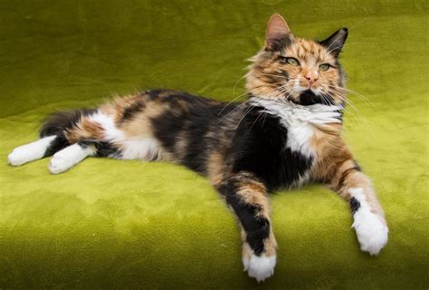 Types Of Calico Cats With Photos Cat World