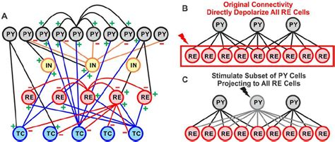 Network Geometry And Altered Projections Of Thalamocortical Model A Download Scientific