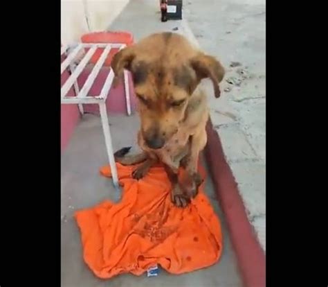 Matan A Perrito Callejero Por Robar Un Pan En Guerrero Colectivos