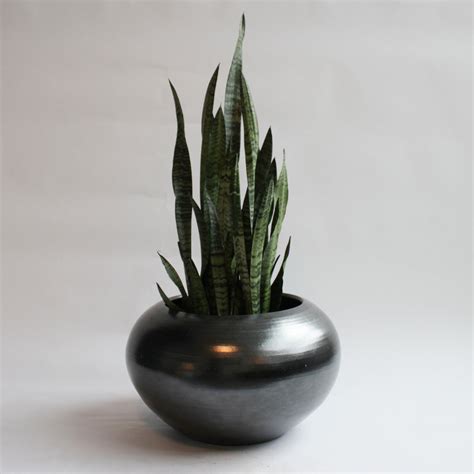 Sansevieria - Black Coral – Spruce Flowers and Events