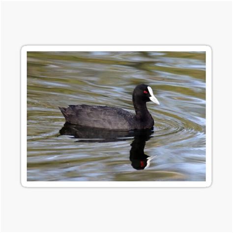 Eurasian Coot Sticker For Sale By Tammy Redbubble