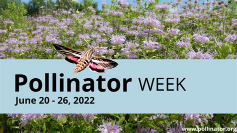 Pollinator Week Resources | Pollinator.org