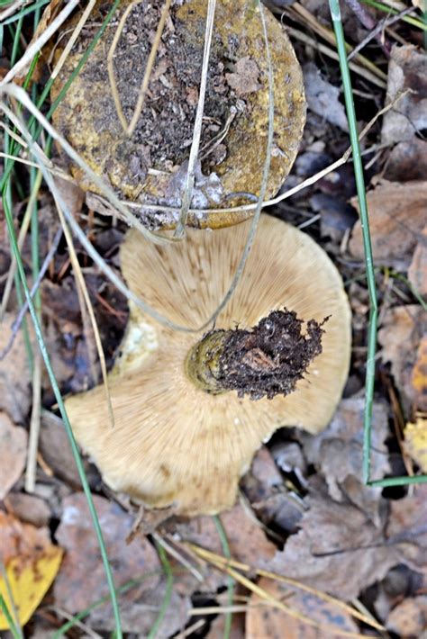 Ugly Milkcap from 294 01 Nová Ves u Bakova Bakov nad Jizerou Česko on