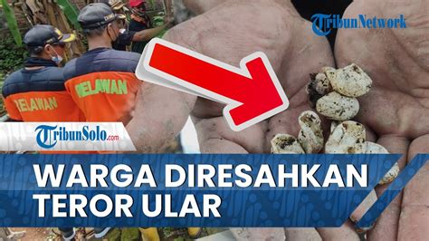 Warga Desa Demangan Klaten Masih Diresahkan Dengan Ular Yang Masuk