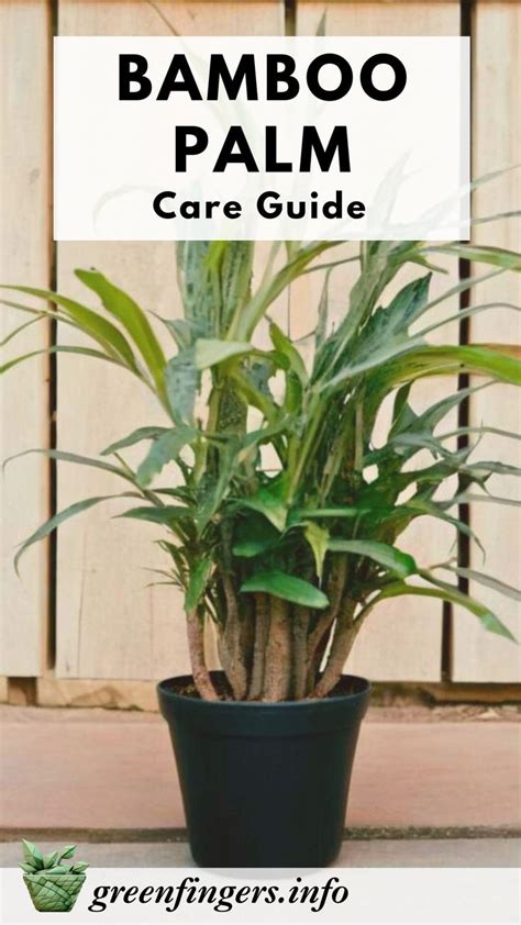 Bamboo Palm Care Guide in 2024 | Bamboo palm, Small yellow flowers ...