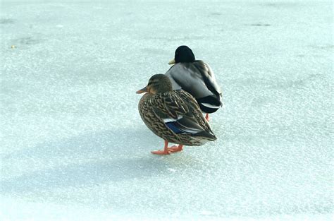 Yeah Right Global Warming My Frozen Ass By Mickspixphotos Redbubble