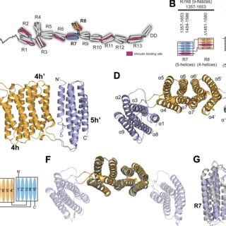 Tlnrd And Talin R R Both Bind Ld Motif Proteins And Actin A