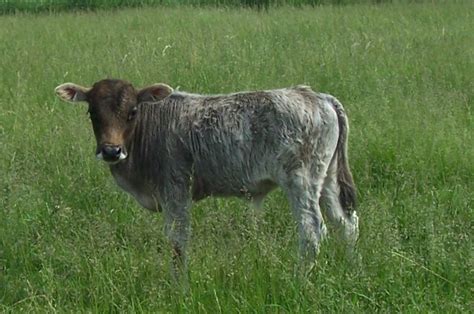 Pillard Miniature Cattle