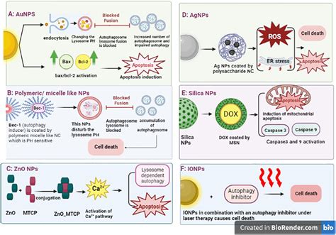 Different Nanoparticle Mediated Autophagy A Aunp Delivery System