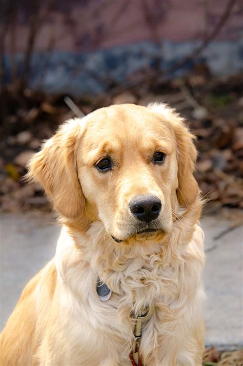 Dog Golden Retriever Free Photo On Pixabay Pixabay