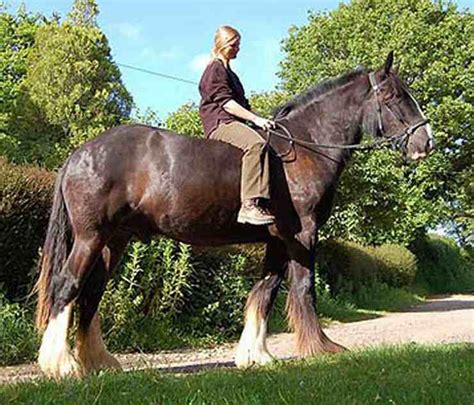 Cavalli le razze equine più belle del mondo eleganza e nobiltà