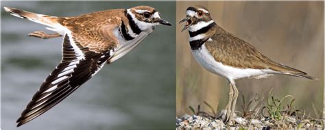 14 Types Of Birds In The Dominican Republic Common Bird Watching Hq