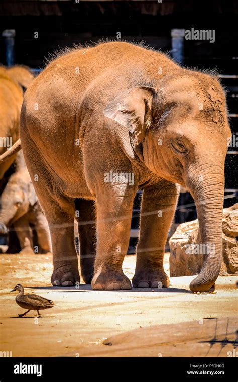 Asian And African Elephant Hi Res Stock Photography And Images Alamy