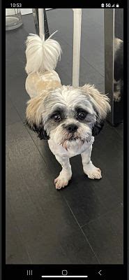 Miami Fl Shih Tzu Meet Milo A Pet For Adoption Adoptapet