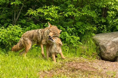 coyotes | The International Wildlife Coexistence Network