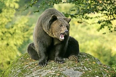 Brown Bear Sitting On Rock Yawning Bavaria Germany