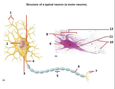 Nervous System Neuron And Brain Flashcards Quizlet